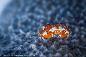 "Out in the Open"
A Gaudy Clown Crab poses out in the op... by Dusty Norman 